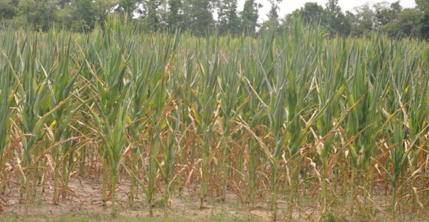 Corn yields at risk due to abnormally dry weather