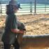 4-H little boy with sheep