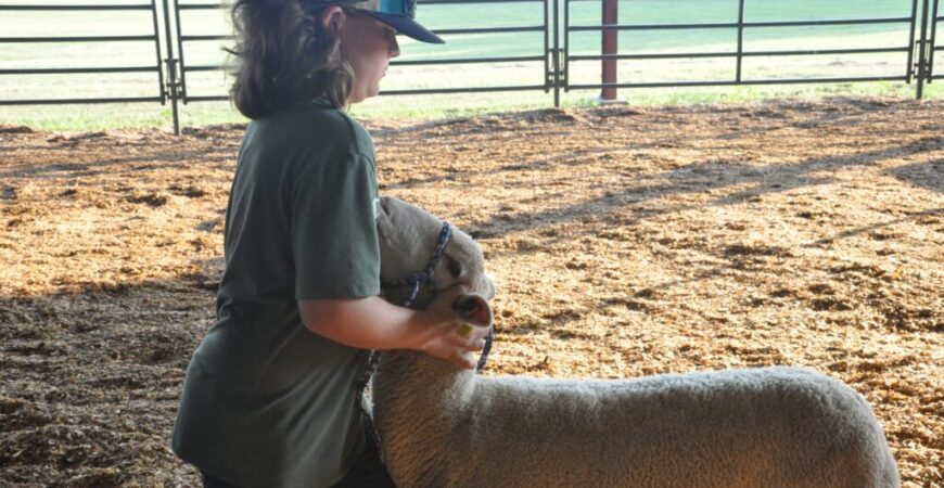 Kids in the Leap into Sheep program learn to raise, show lambs