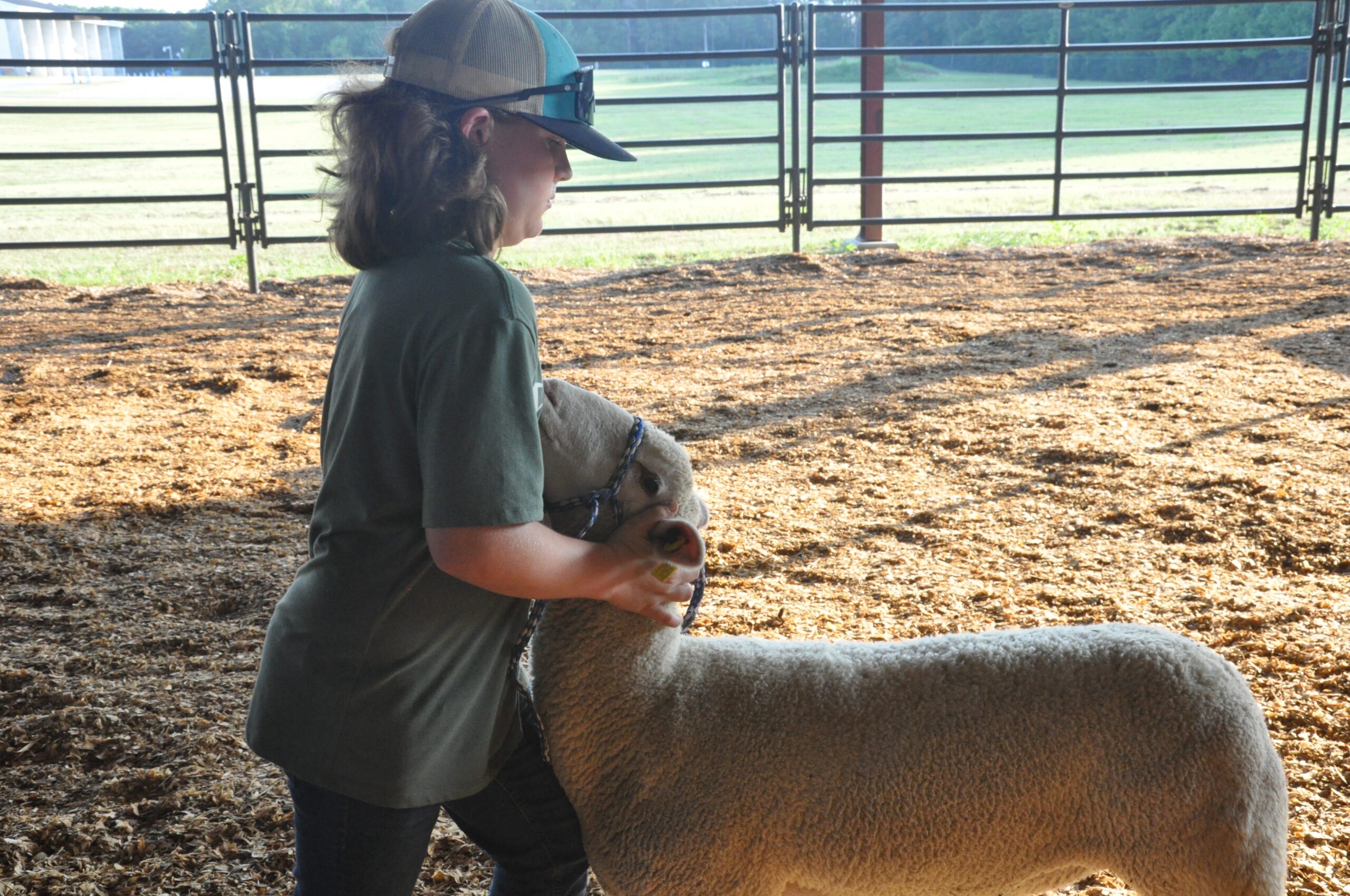 Kids in the Leap into Sheep program learn to raise, show lambs