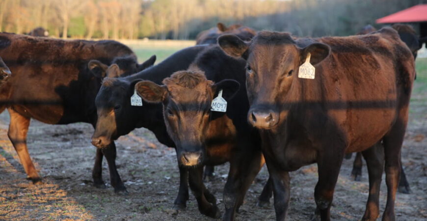 Innovative breeding on the farm