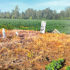 degraded_cemetery_image_from_Doug_Clark_1