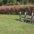 CornCropPic
