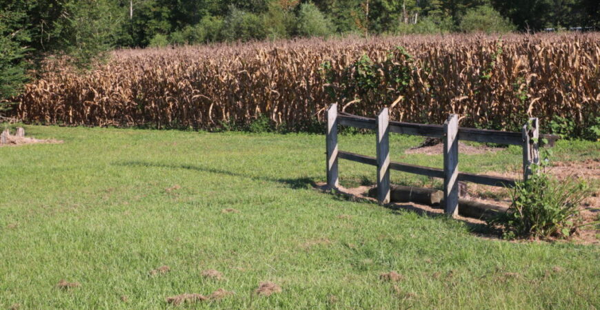 Duplin corn crop thrives, but market prices lag