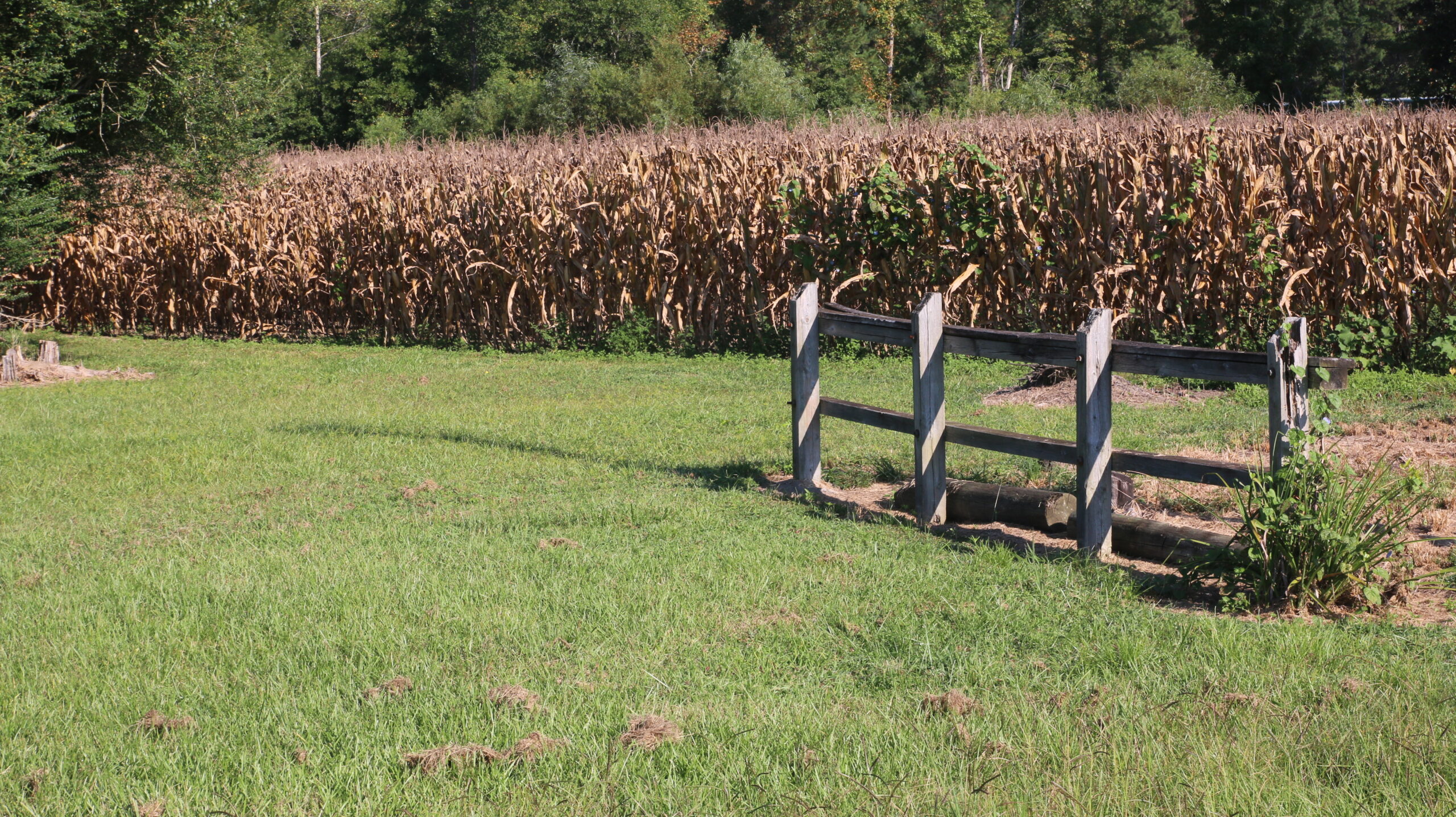 CornCropPic