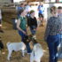 GoatShow-3