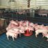 Wean pigs 2