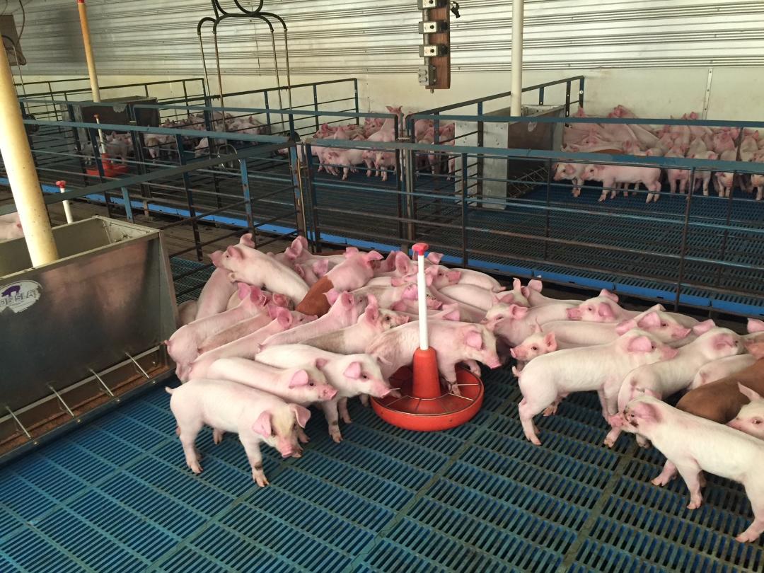 Wean pigs 2