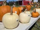 Pumpkins_available_for_purchase_at_Hubbs