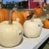 Pumpkins_available_for_purchase_at_Hubbs