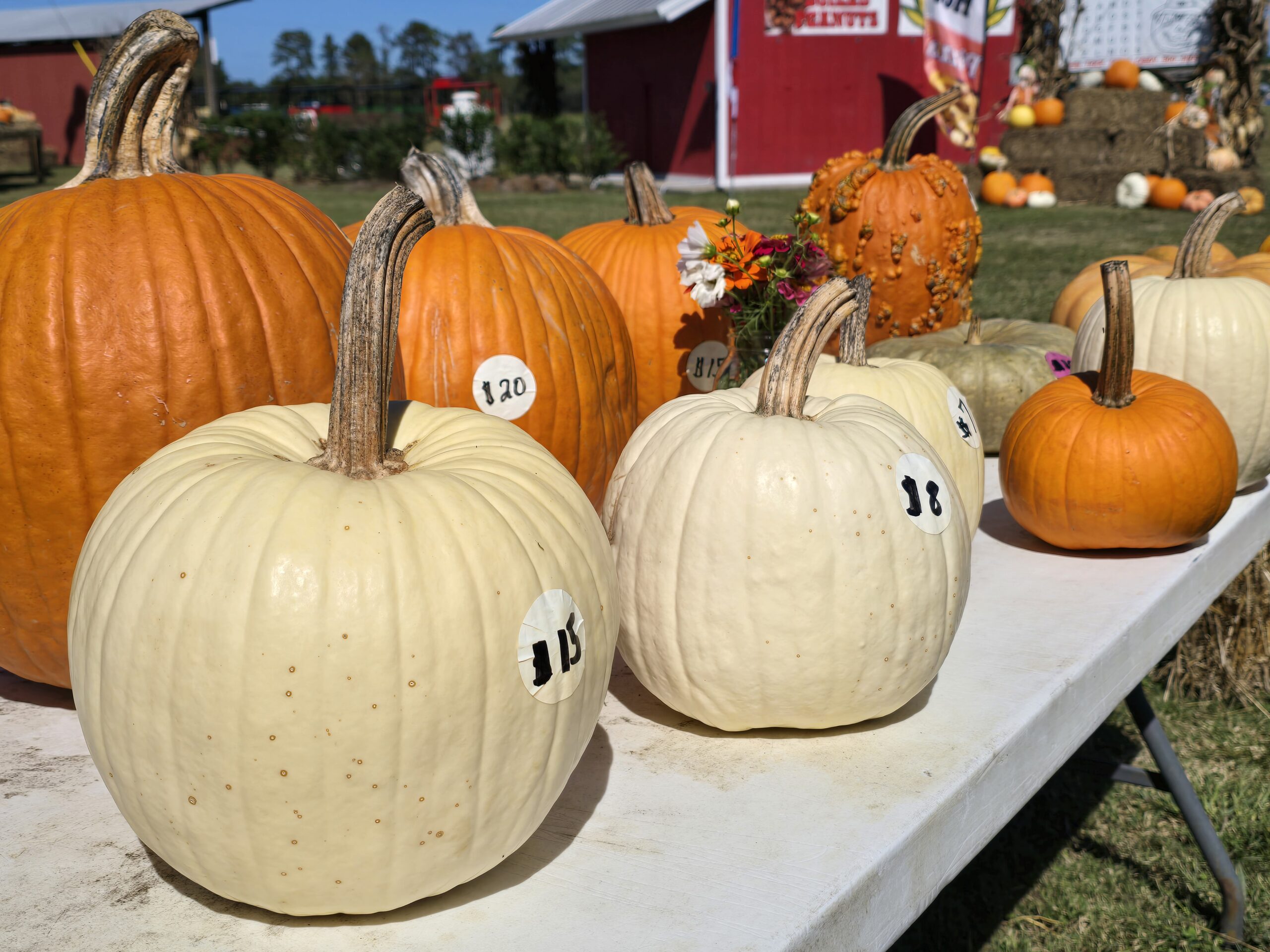 Pumpkins_available_for_purchase_at_Hubbs