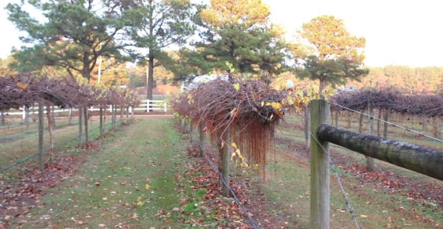 How a market crash sparked the rise of Duplin Winery