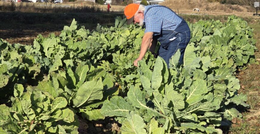 At 82, local farmer still cultivates the land he loves