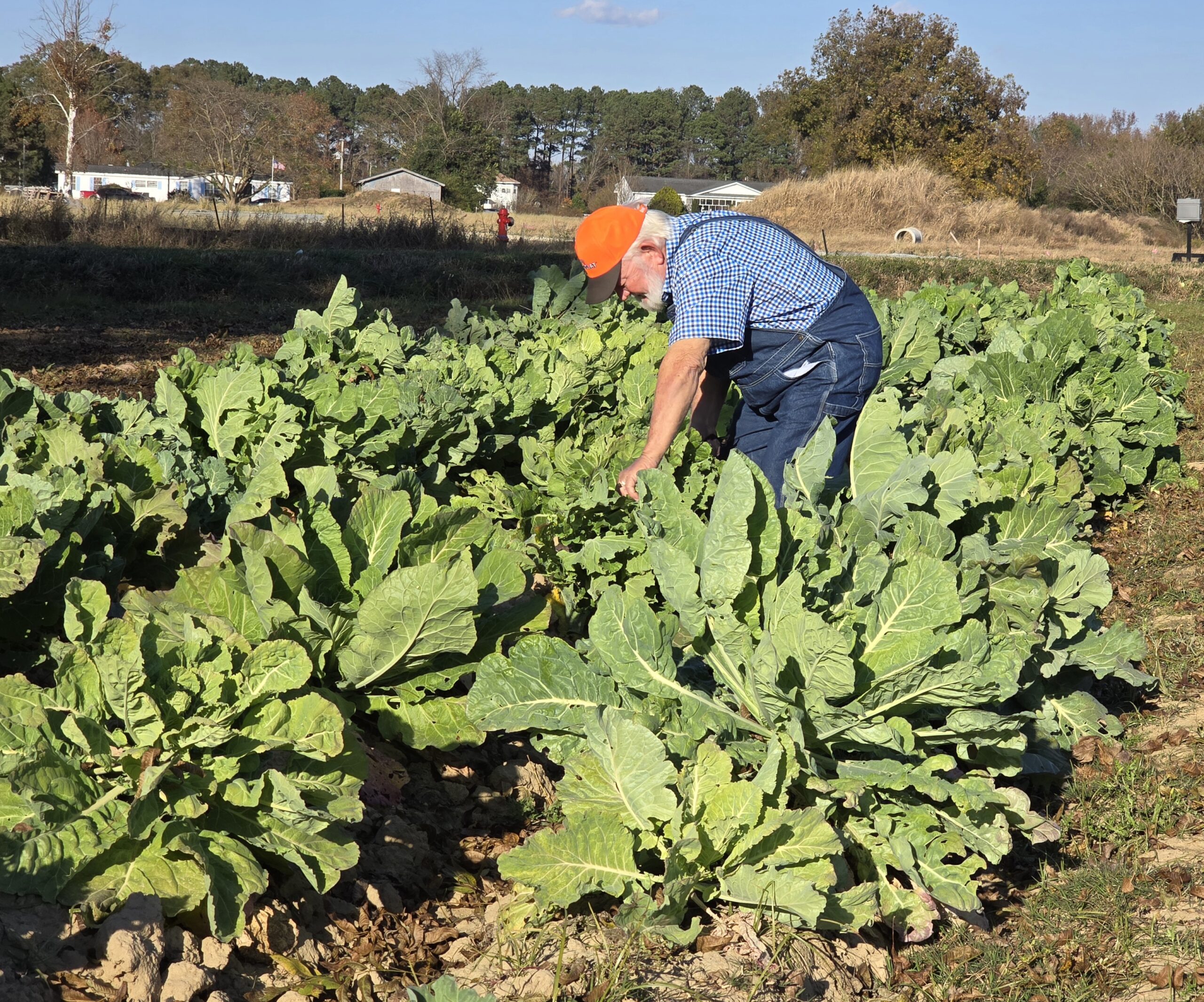 Robert cutting collards from the patch east of Faison on 403