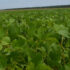 Soybean crop NCDACS